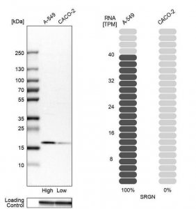 Anti-SRGN antibody produced in rabbit 