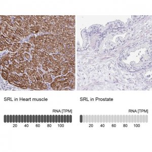 Anti-SRL antibody produced in rabbit 
