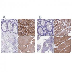 Anti-SRL antibody produced in rabbit 