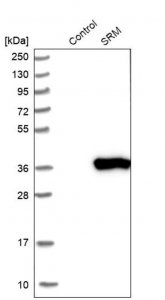 Anti-SRM antibody produced in rabbit HPA015746-100UL