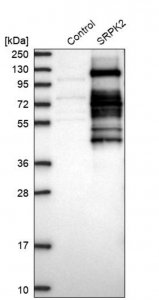 Anti-SRPK2 antibody produced in rabbit 