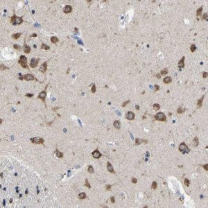 Anti-SRPK2 antibody produced in rabbit 