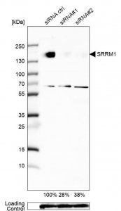 Anti-SRRM1 antibody produced in rabbit 