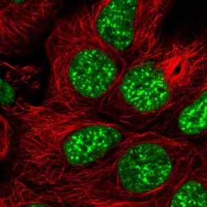 Anti-SRRM1 antibody produced in rabbit 