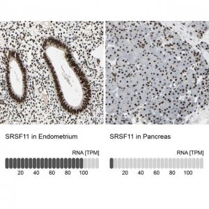 Anti-SRSF11 antibody produced in rabbit 