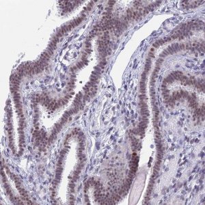 Anti-SRSF5 antibody produced in rabbit 
