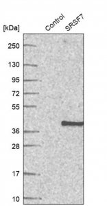Anti-SRSF7 antibody produced in rabbit 