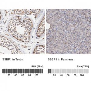 Anti-SSBP1 antibody produced in rabbit 