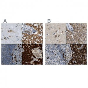 Anti-SSR1 antibody produced in rabbit 