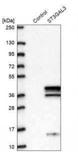 Anti-ST3GAL3 antibody produced in rabbit 