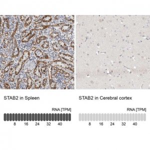 Anti-STAB2 antibody produced in rabbit 