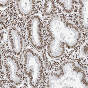 Anti-STAG1 antibody produced in rabbit 