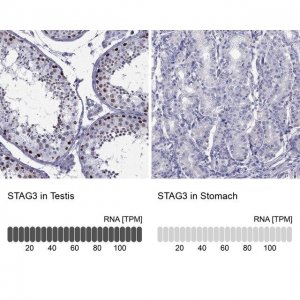 Anti-STAG3 antibody produced in rabbit 