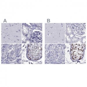 Anti-STAG3 antibody produced in rabbit 