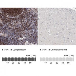 Anti-STAP1 antibody produced in rabbit 