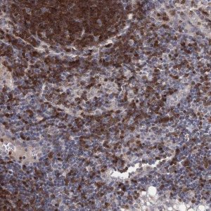 Anti-STAP1 antibody produced in rabbit 