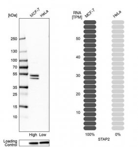 Anti-STAP2 antibody produced in rabbit HPA002375-100UL