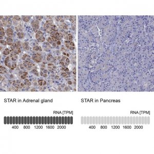 Anti-STAR antibody produced in rabbit 