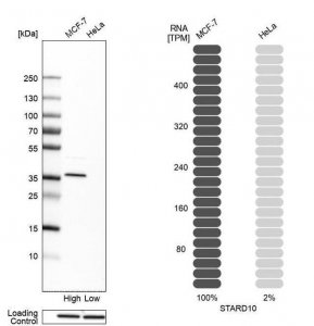 Anti-STARD10 antibody produced in rabbit HPA026661-100UL