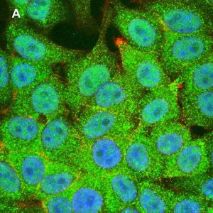 Anti-STAT1 (alpha & beta) clone 3G14 ZooMAb� Rabbit Monoclonal 