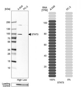 Anti-STAT3 antibody produced in rabbit HPA058603-100UL