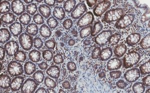 Anti-Stat3 Antibody, clone 4N11, ZooMAb� Rabbit Monoclonal 