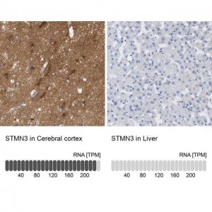 Anti-STMN3 antibody produced in rabbit 