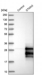 Anti-STMN3 antibody produced in rabbit 