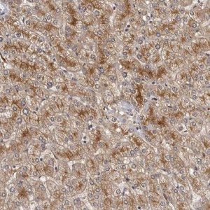Anti-STRADB antibody produced in rabbit 