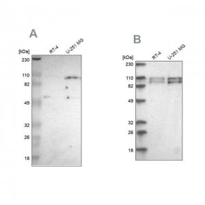 Anti-STRN3 antibody produced in rabbit HPA003392-100UL