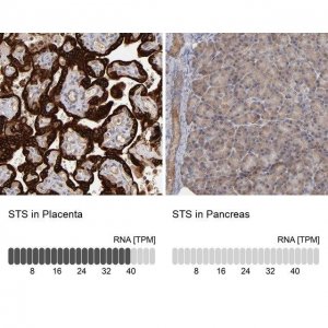 Anti-STS antibody produced in rabbit 