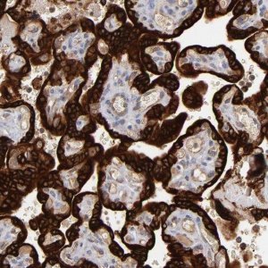 Anti-STS antibody produced in rabbit 