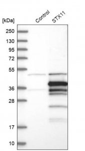 Anti-STX11 antibody produced in rabbit 