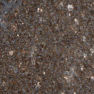 Anti-STX11 antibody produced in rabbit 
