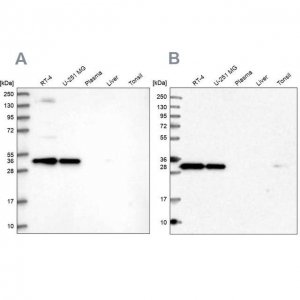 Anti-STX6 antibody produced in rabbit 