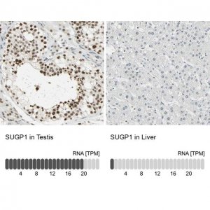 Anti-SUGP1 antibody produced in rabbit 
