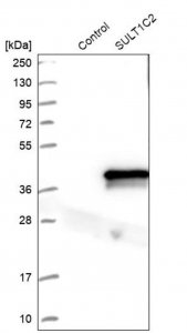 Anti-SULT1C2 antibody produced in rabbit HPA007190-100UL
