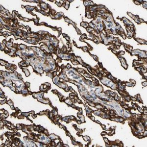 Anti-SUSD2 antibody produced in rabbit 