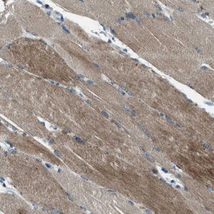 Anti-SVIL antibody produced in rabbit 