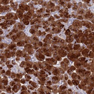 Anti-SYCN antibody produced in rabbit 