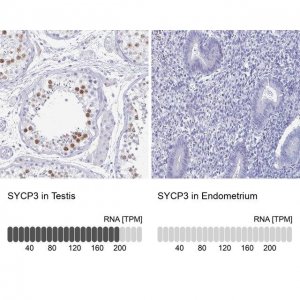 Anti-SYCP3 antibody produced in rabbit 