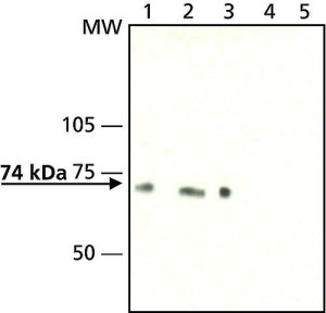 Anti-Synapsin II (C-terminal) antibody produced in rabbit 