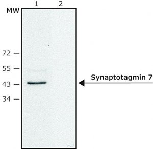 Anti-Synaptotagmin 7 (C-terminal) antibody produced in rabbit SAB4200308-200UL