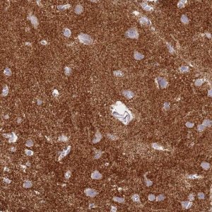 Anti-SYNGR3 antibody produced in rabbit 