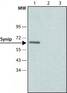 Anti-Synip (N-terminal) antibody produced in rabbit 