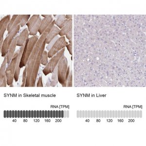 Anti-SYNM antibody produced in rabbit 