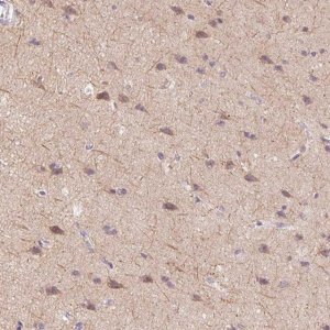 Anti-SYT11 antibody produced in rabbit 
