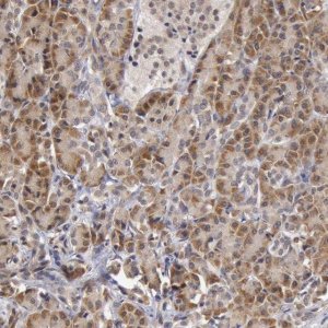 Anti-SYTL4 antibody produced in rabbit 
