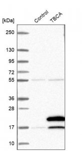 Anti-TBCA antibody produced in rabbit 