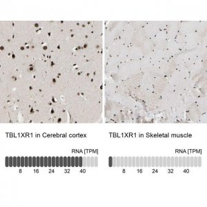 Anti-TBL1XR1 antibody produced in rabbit 